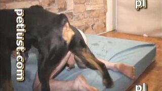 Big Black Dog Fucks Gay Asshole