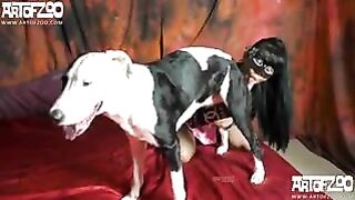 Hard Dog Life