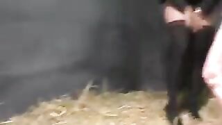 Pig And Dog Fuck Brunettes